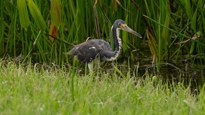 creating bird rookeries 6